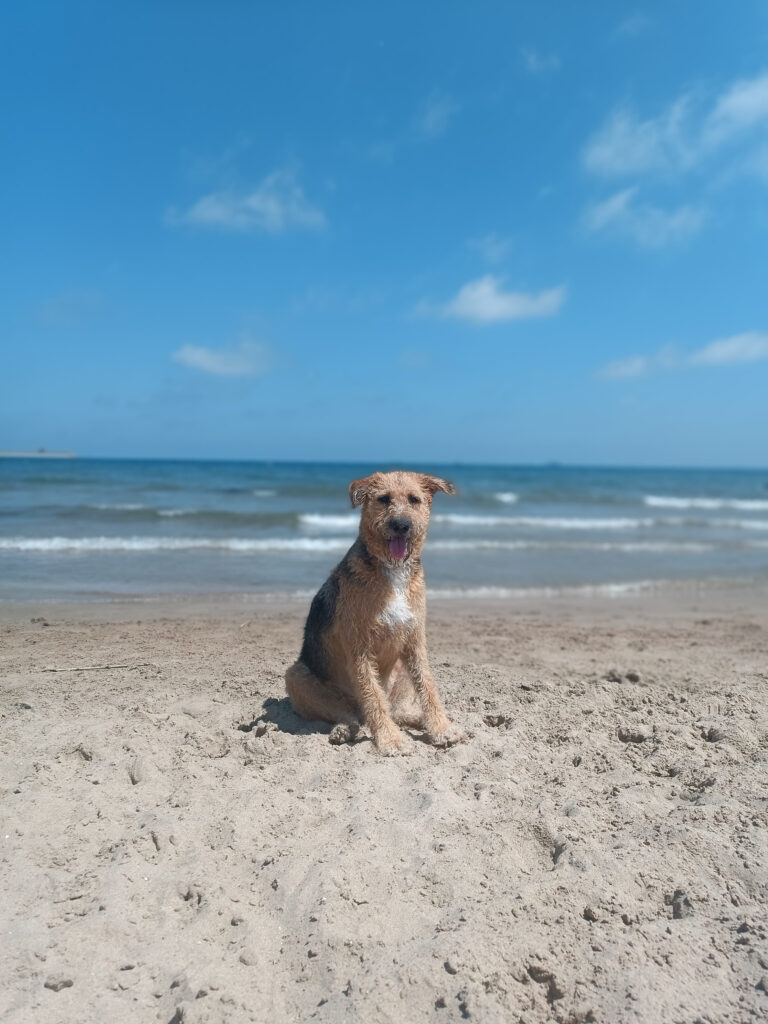 Coco en la playa canina de Dénia